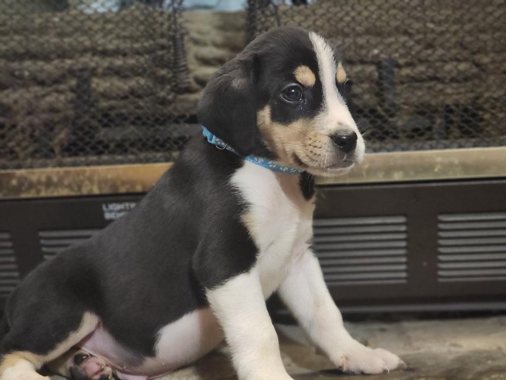 Enlarge Vector, a Adoptable mixed breed in Waterloo, IN image 3/3