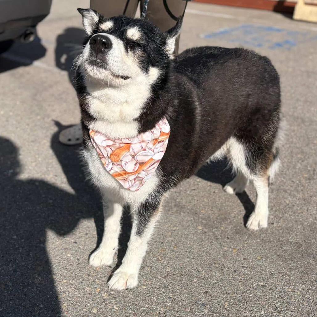 Enlarge Zeiss, a Adoptable Alaskan Malamute in San Diego, CA image 1/6