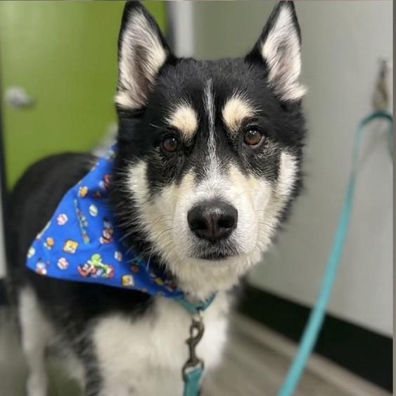 Zeiss, Adoptable, Senior Male Alaskan Malamute.