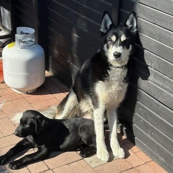 Zeiss, Adoptable, Senior Male Alaskan Malamute.