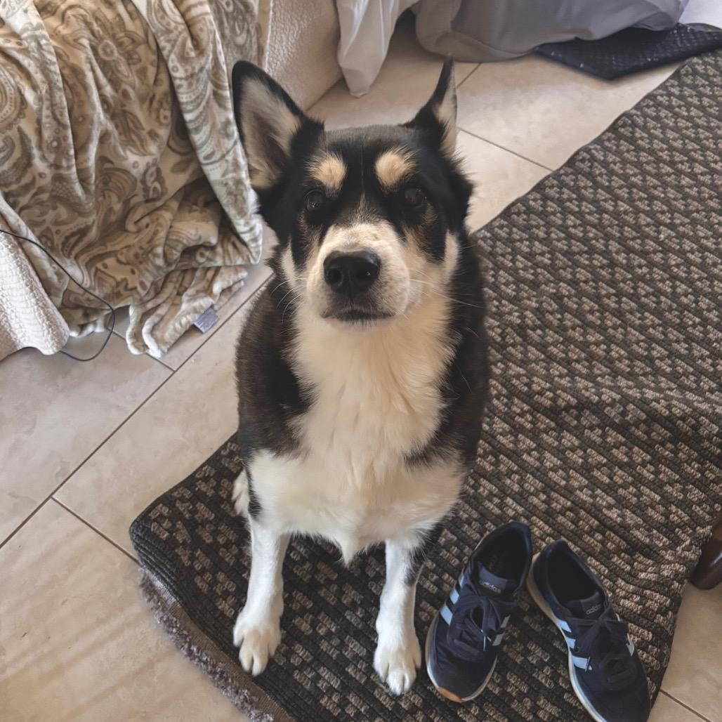 Enlarge Zeiss, a Adoptable Alaskan Malamute in San Diego, CA image 3/6