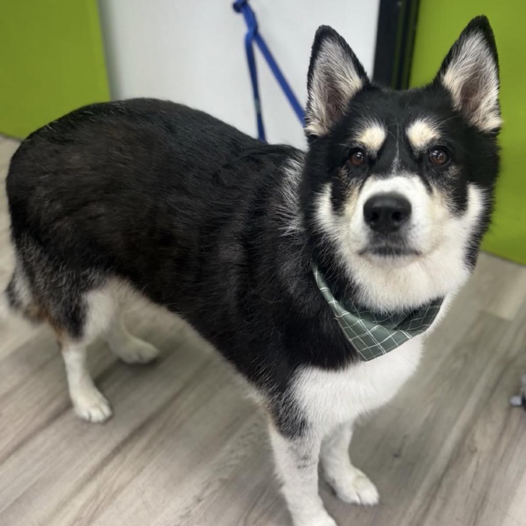 Enlarge Zeiss, a Adoptable Alaskan Malamute in San Diego, CA image 3/6