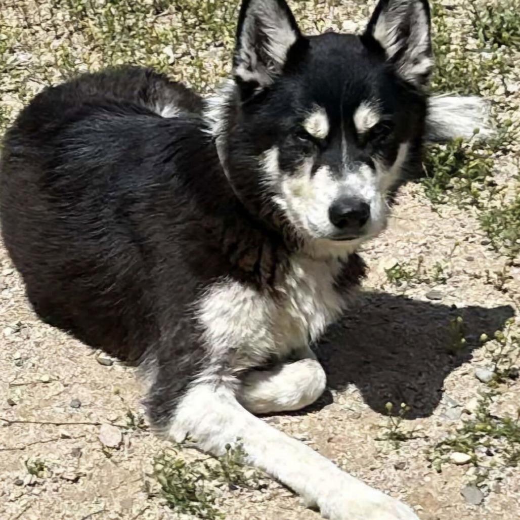 Enlarge Zeiss, a Adoptable Alaskan Malamute in San Diego, CA image 4/6