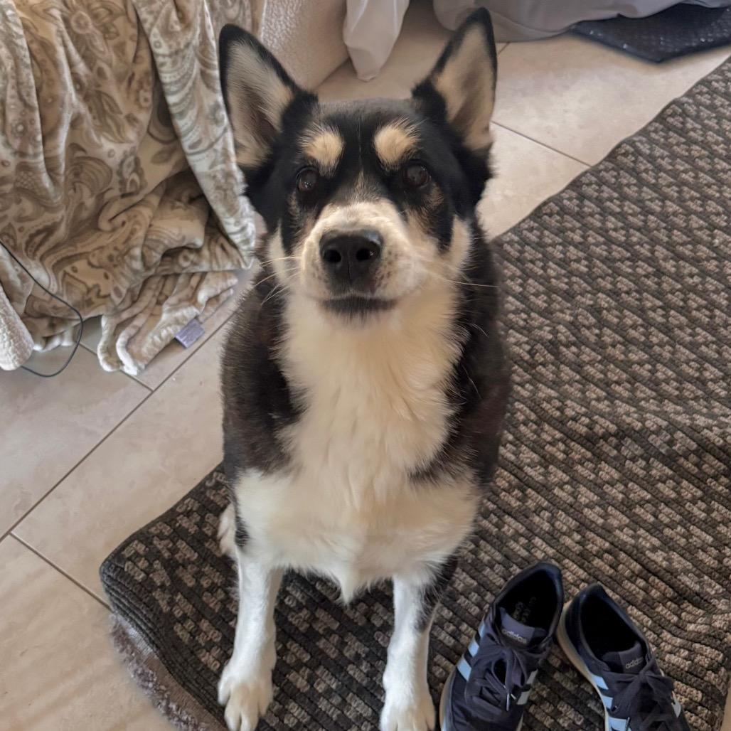 Enlarge Zeiss, a Adoptable Alaskan Malamute in San Diego, CA image 5/6