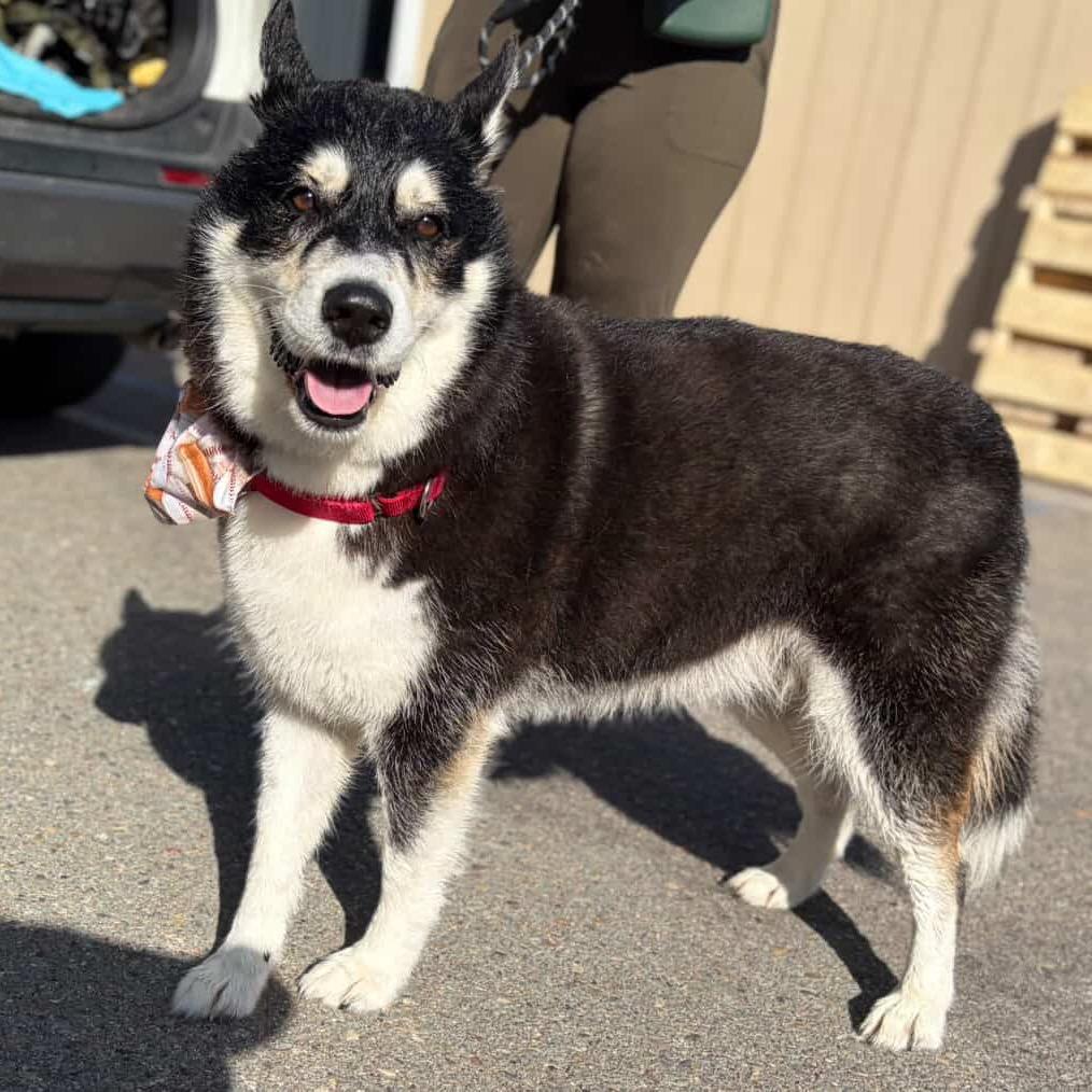 Enlarge Zeiss, a Adoptable Alaskan Malamute in San Diego, CA image 6/6