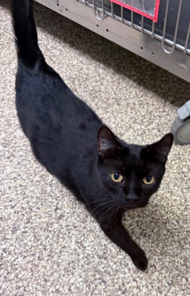 Beauty, Adoptable, Adult Female Domestic Medium Hair.