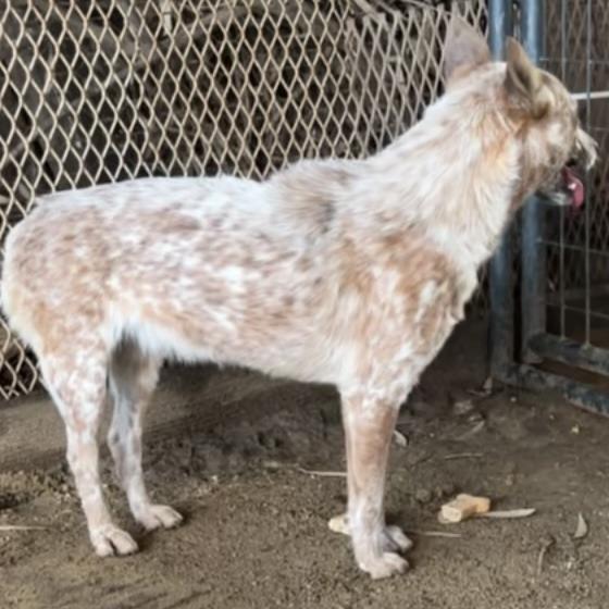 Juliet, a Adoptable Cattle Dog in Sonoma, CA image 2/2