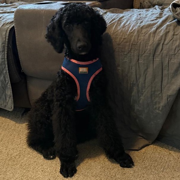 Scarlett, Adoptable, Puppy Female Standard Poodle.