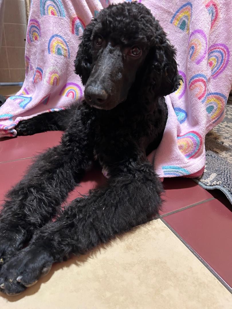 Scarlett, a Adoptable Standard Poodle in Bartonsville, PA image 1/6