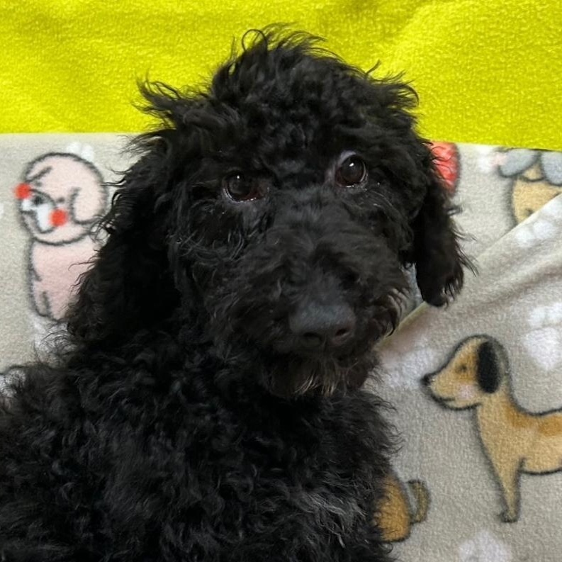 Scarlett, a Adoptable Standard Poodle in Bartonsville, PA image 3/6