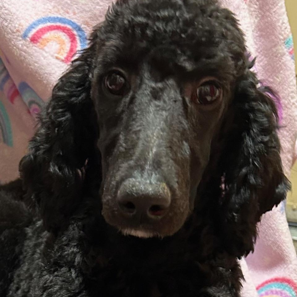 Scarlett, a Adoptable Standard Poodle in Bartonsville, PA image 4/6