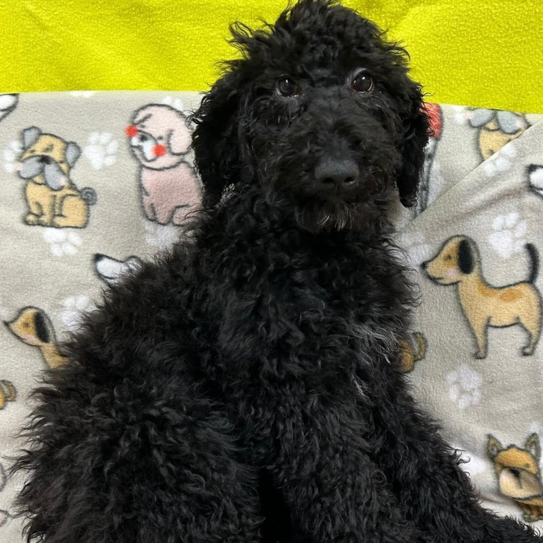 Scarlett, a Adoptable Standard Poodle in Bartonsville, PA image 5/6