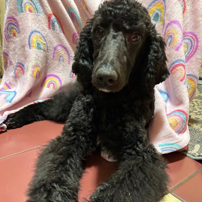 Scarlett, a Adoptable Standard Poodle in Bartonsville, PA image 6/6