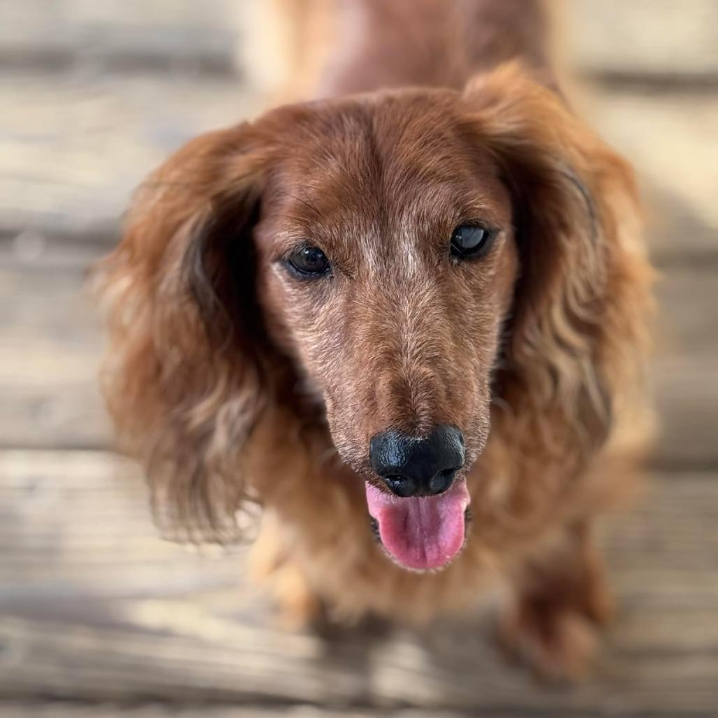 Doogie, a Adoptable Dachshund in Gulfport, MS image 1/6