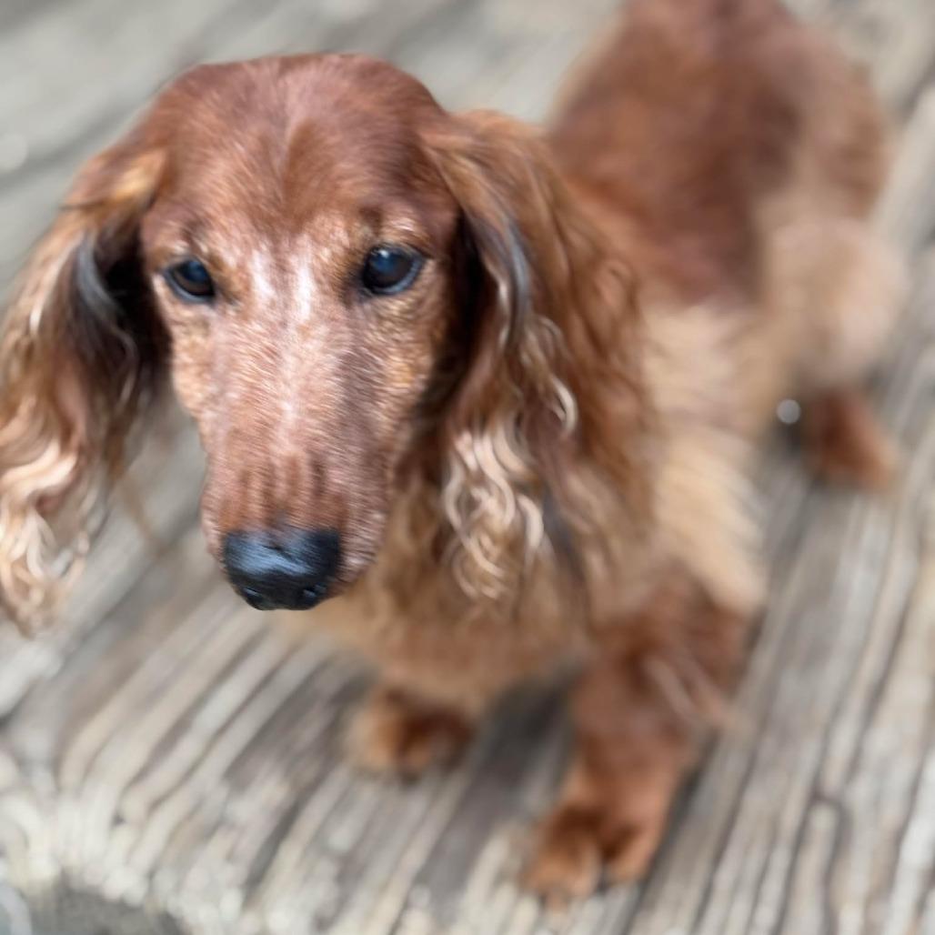 Doogie, a Adoptable Dachshund in Gulfport, MS image 2/6