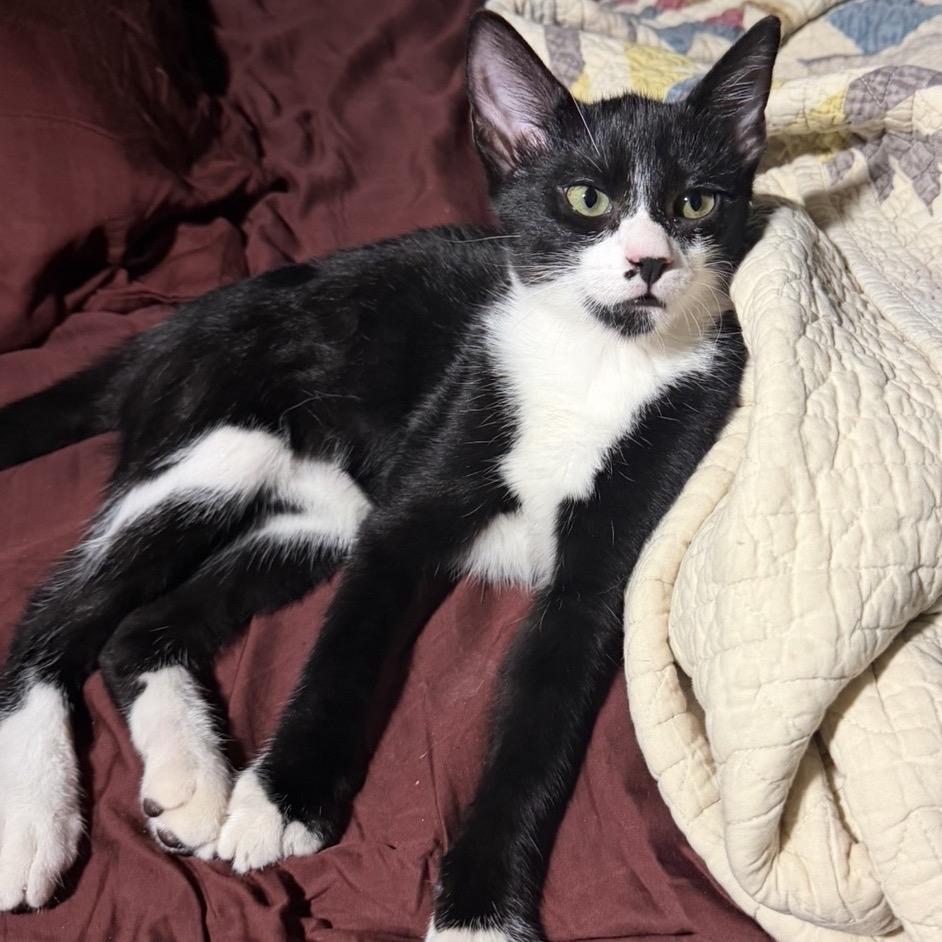Steven Toast, Adoptable, Kitten Male Domestic Short Hair.