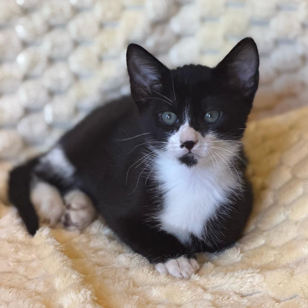 Enlarge Steven Toast, a Adoptable Domestic Short Hair in Escondido, CA image 2/6