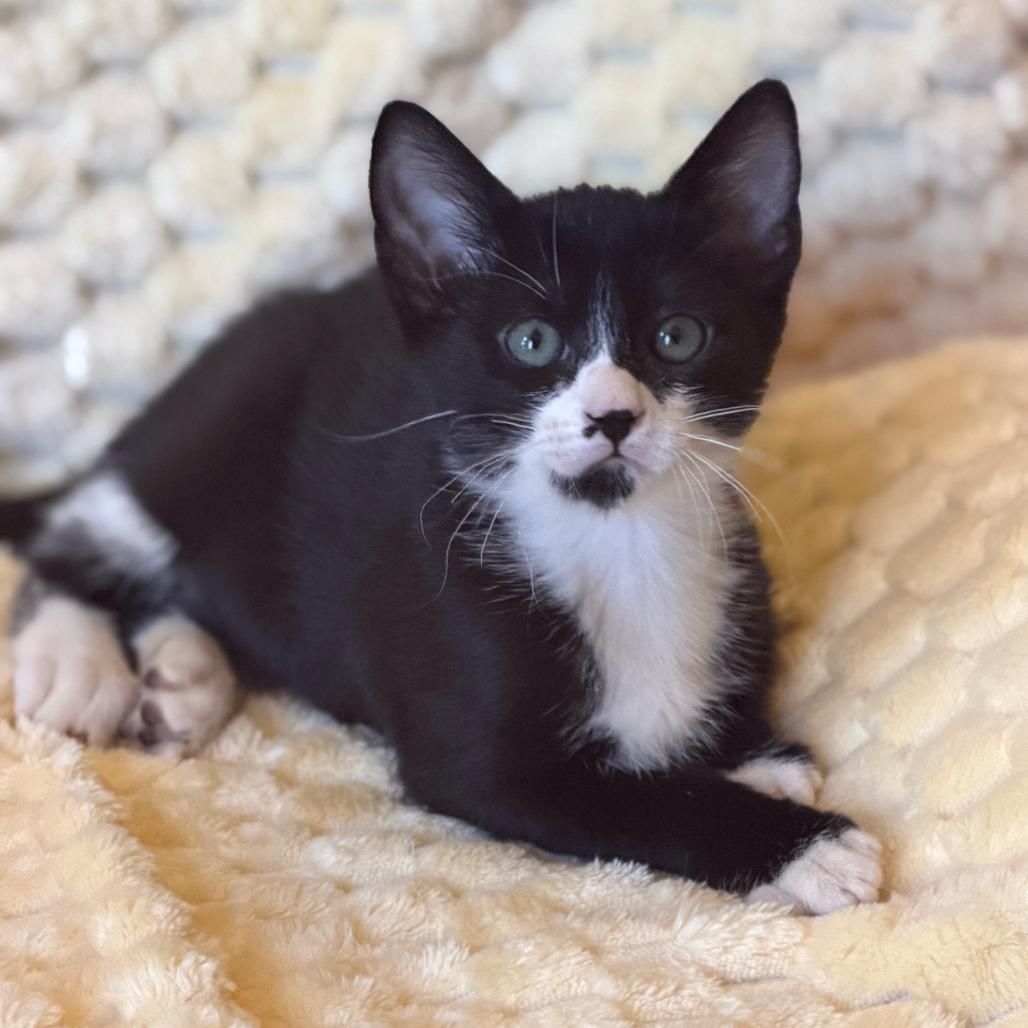 Enlarge Steven Toast, a Adoptable Domestic Short Hair in Escondido, CA image 3/6