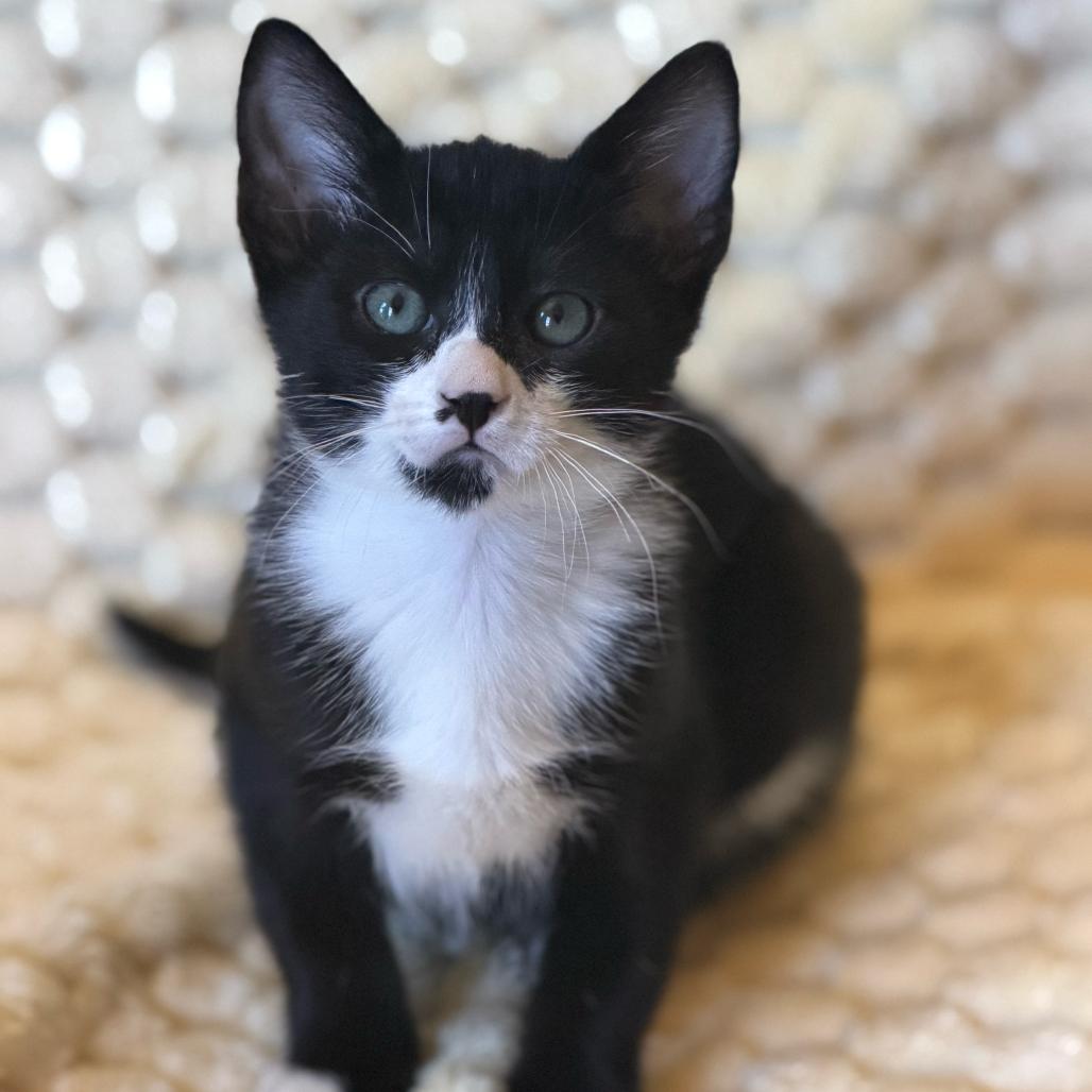 Enlarge Steven Toast, a Adoptable Domestic Short Hair in Escondido, CA image 5/6