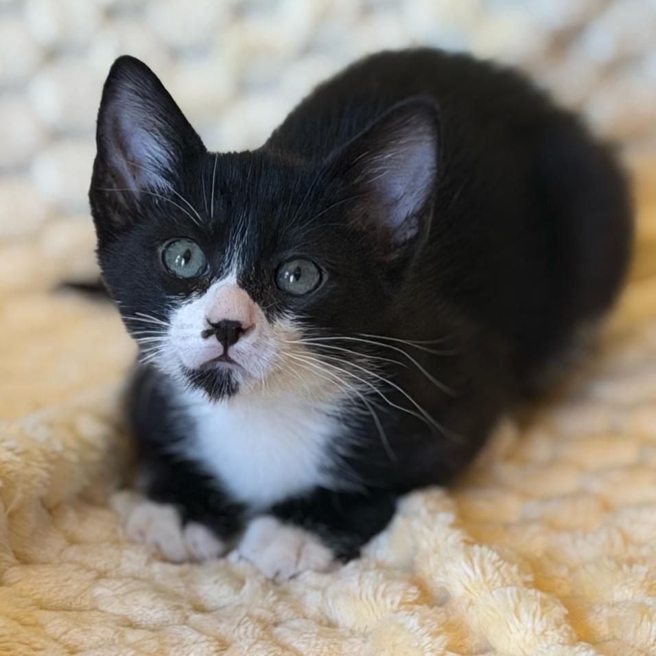 Enlarge Steven Toast, a Adoptable Domestic Short Hair in Escondido, CA image 6/6