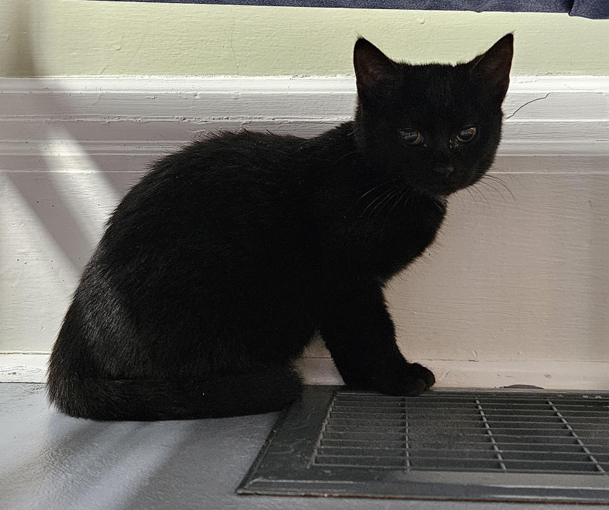 Enlarge Drumstick, a ADOPTABLE Domestic Short Hair in Brockport, NY image 5/6