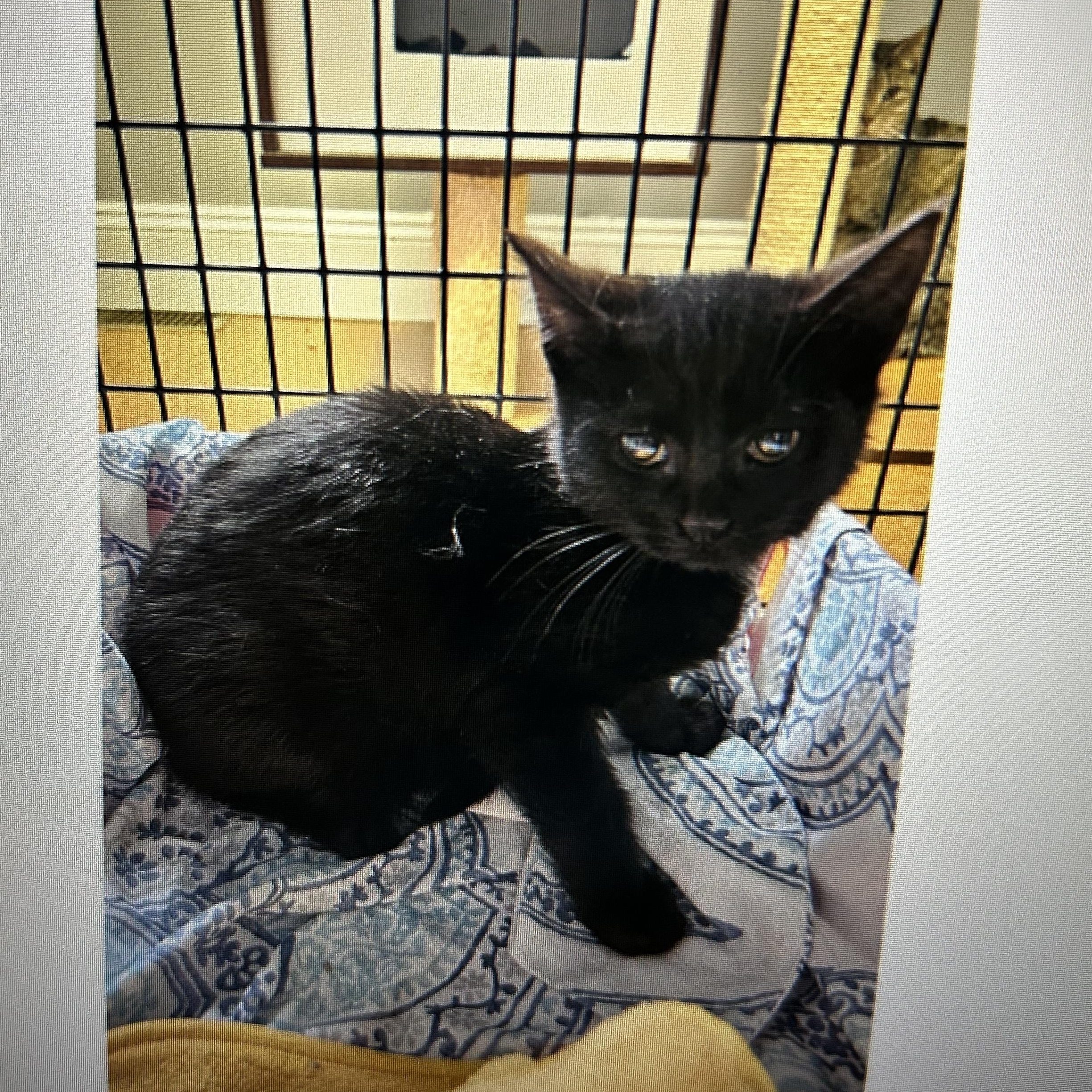 Enlarge Drumstick, a ADOPTABLE Domestic Short Hair in Brockport, NY image 3/6