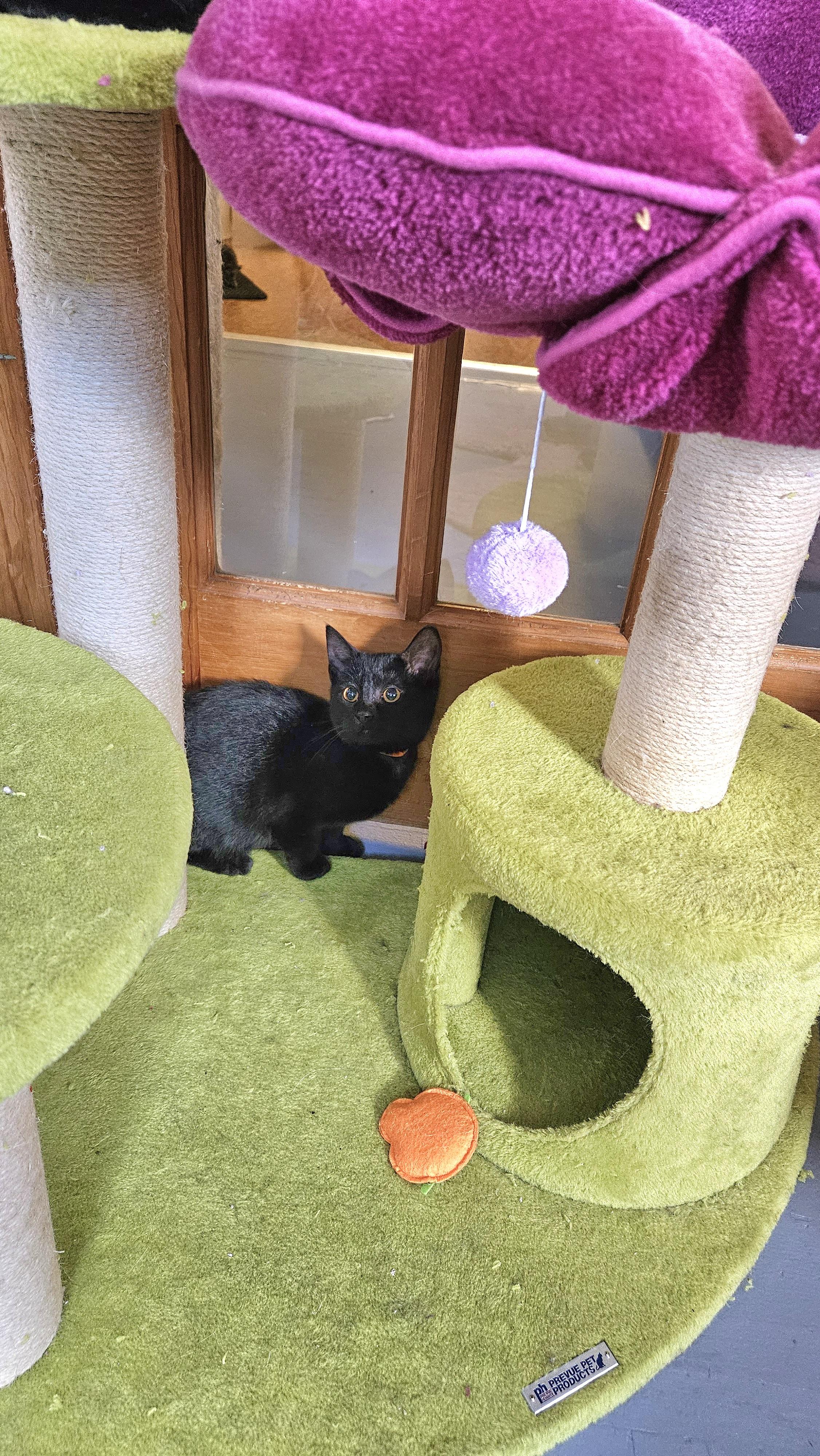 Enlarge Drumstick, a ADOPTABLE Domestic Short Hair in Brockport, NY image 6/6