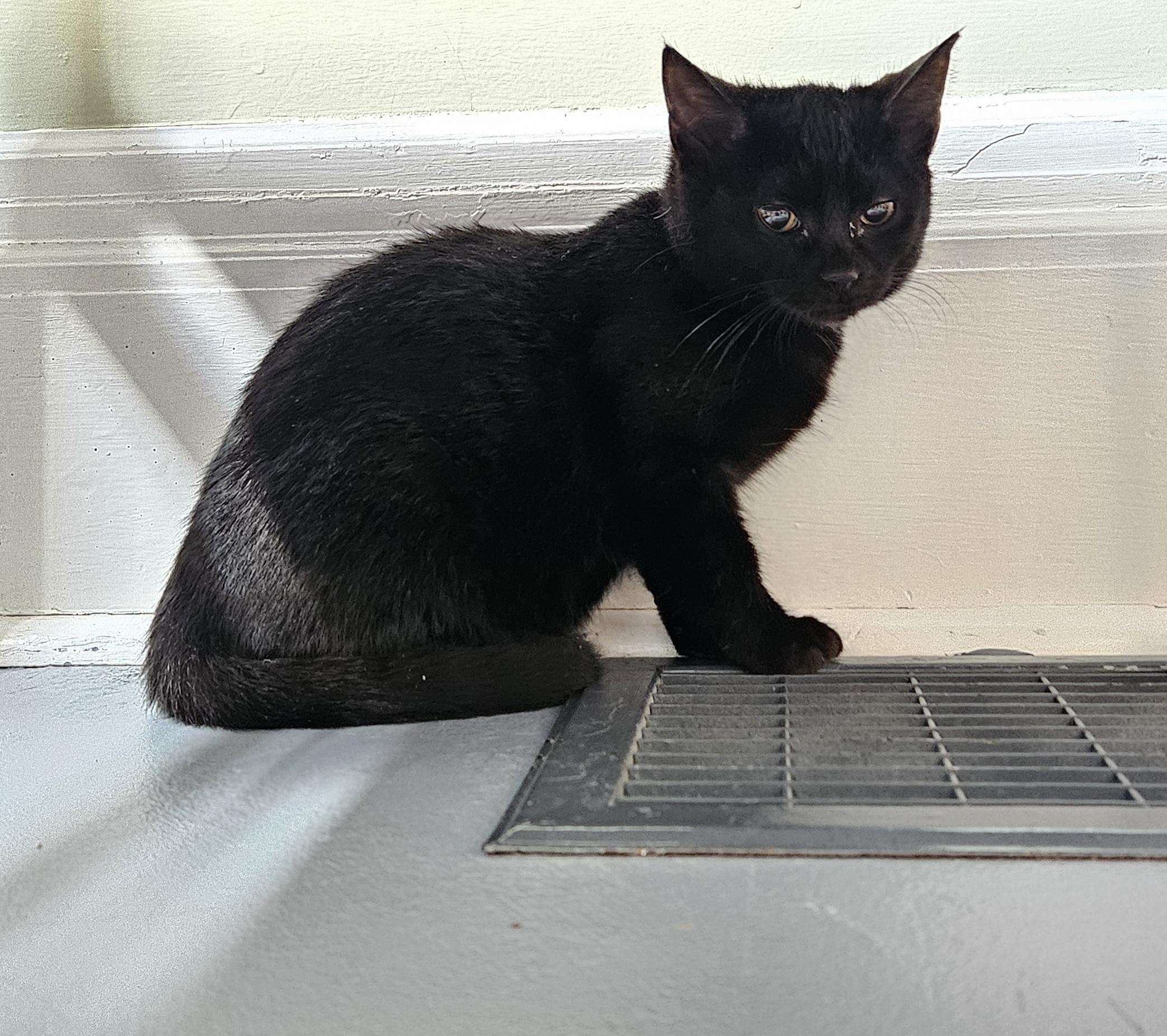 Enlarge Drumstick, a ADOPTABLE Domestic Short Hair in Brockport, NY image 1/6