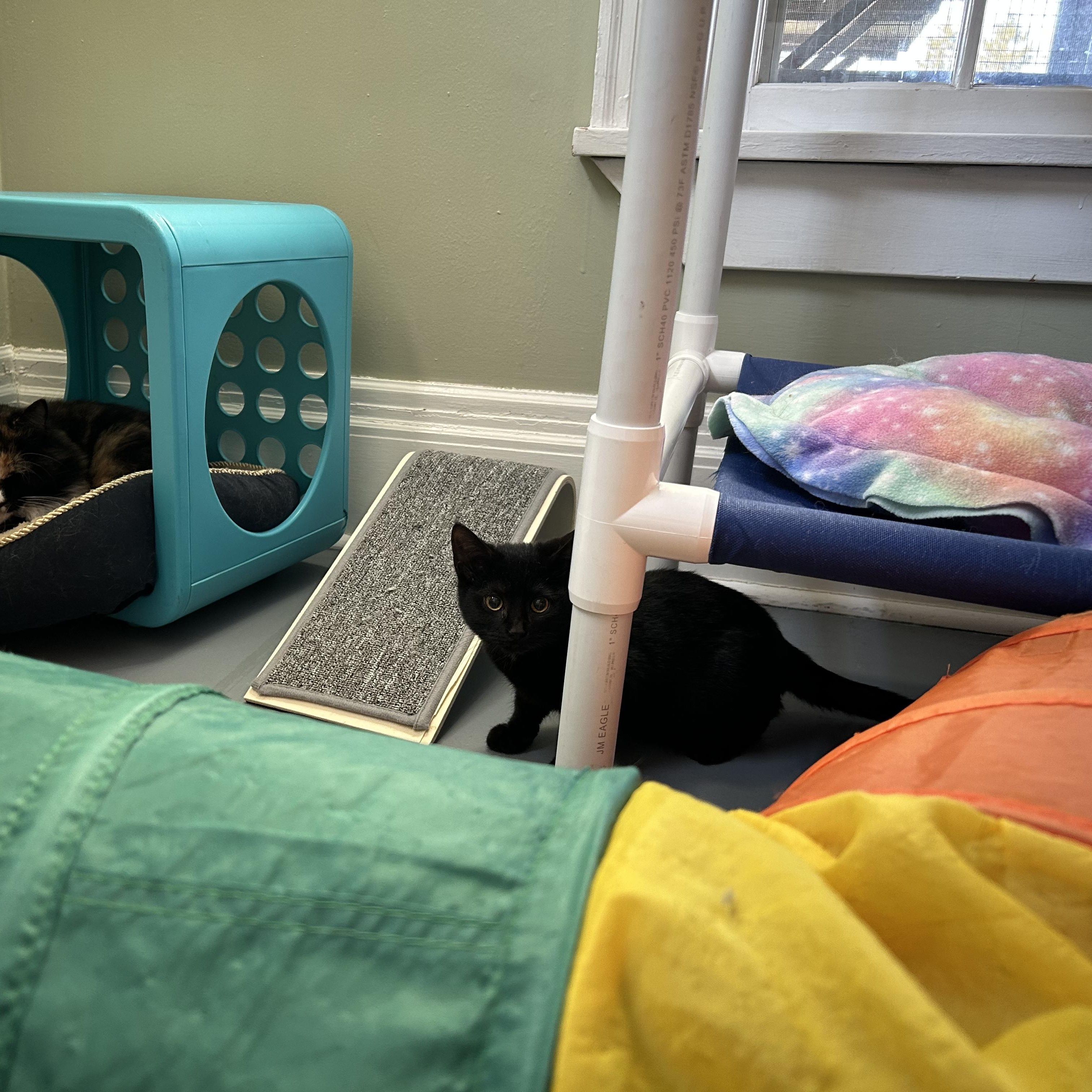 Enlarge Drumstick, a ADOPTABLE Domestic Short Hair in Brockport, NY image 2/6