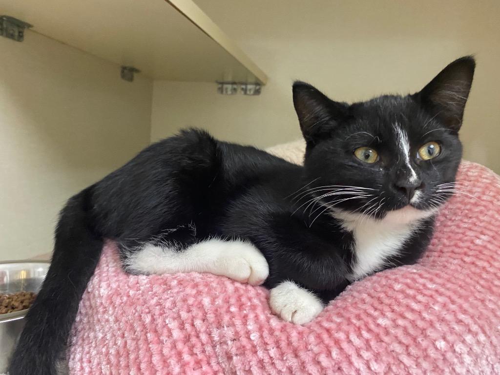 Enlarge Harry Houdini, a Adoptable mixed breed in Winnipeg, MB image 1/3