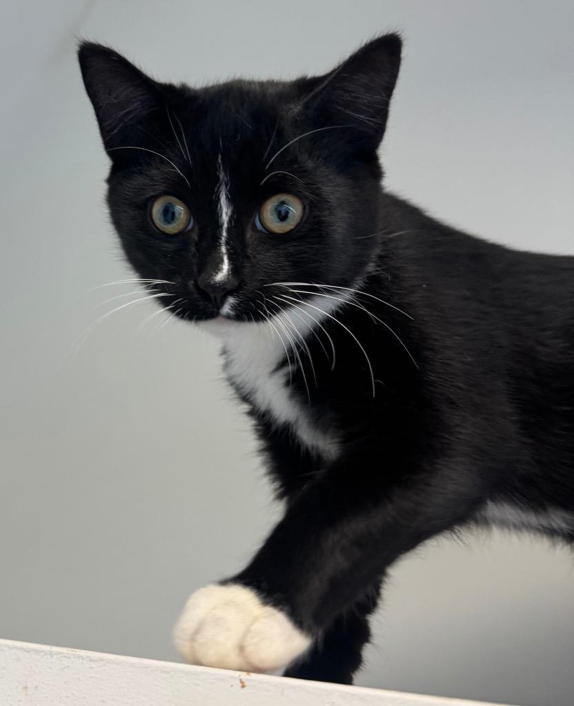 Enlarge Harry Houdini, a Adoptable mixed breed in Winnipeg, MB image 2/3