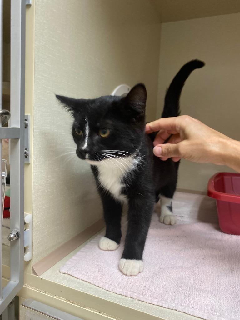 Enlarge Harry Houdini, a Adoptable mixed breed in Winnipeg, MB image 3/3