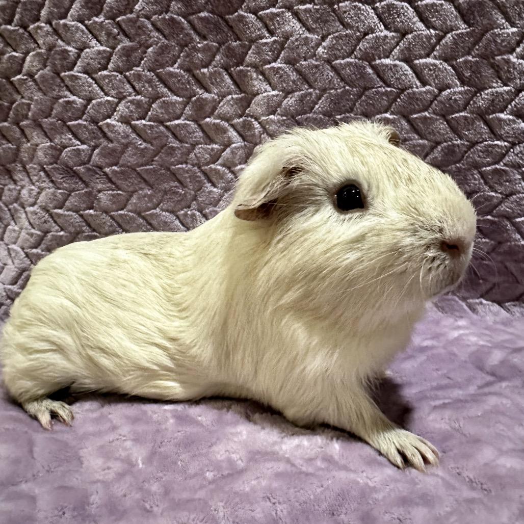 Yuki (bonded with Gem), Adoptable, Young Male Guinea Pig.