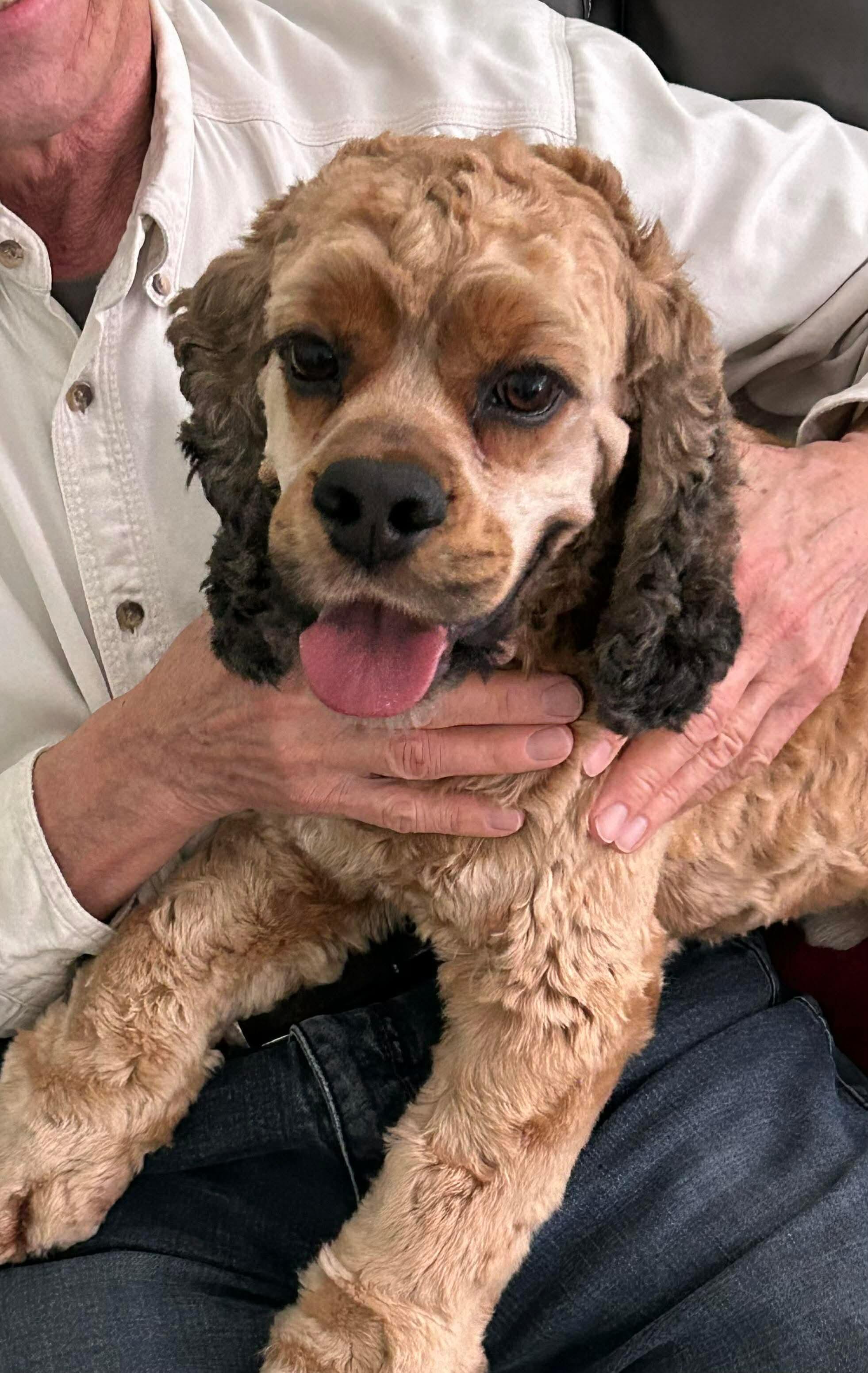 Cash (Bonded pair with Posey), Adoptable, Young Male Cocker Spaniel.