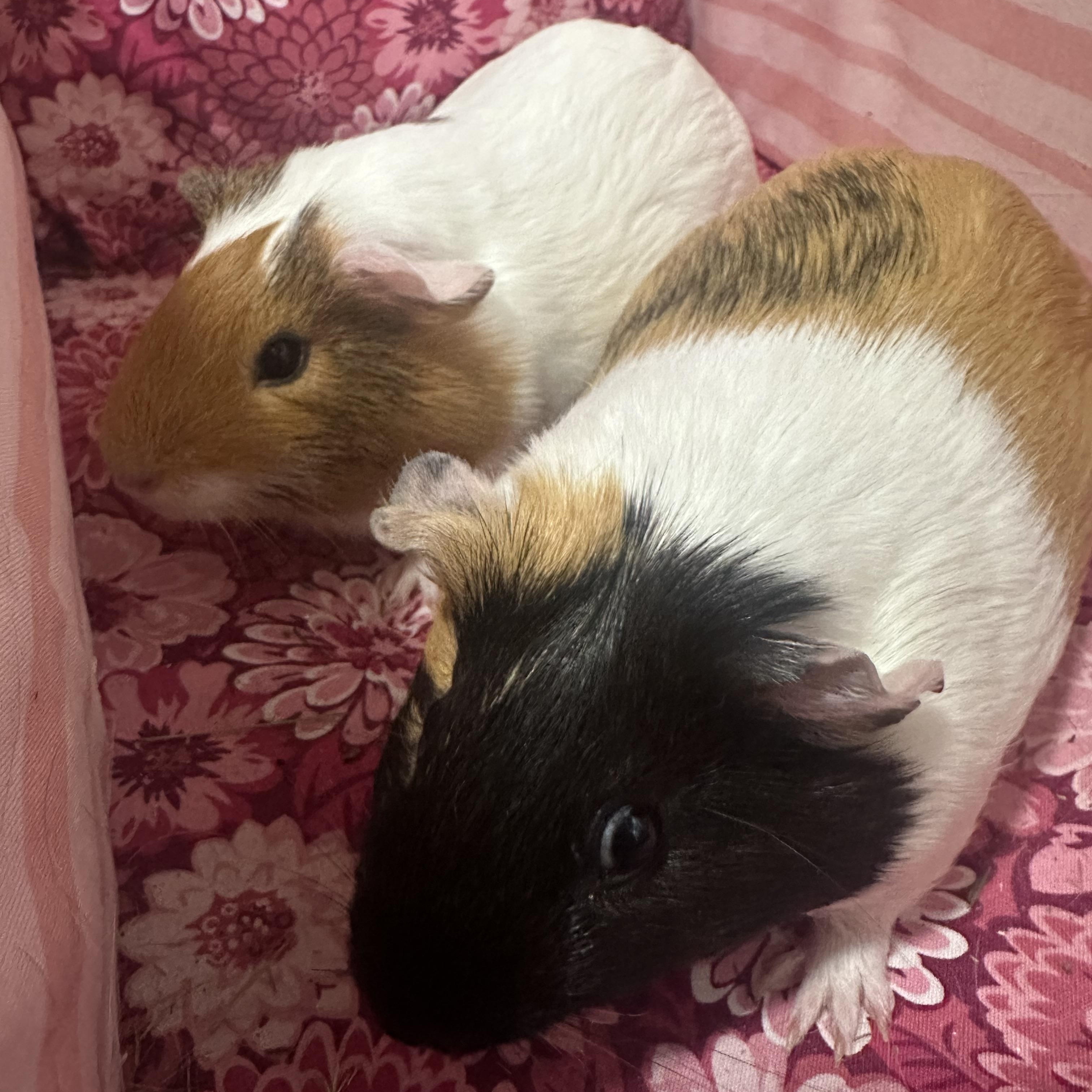 Honey & Peanut Butter, ADOPTABLE, Baby Female Guinea Pig.