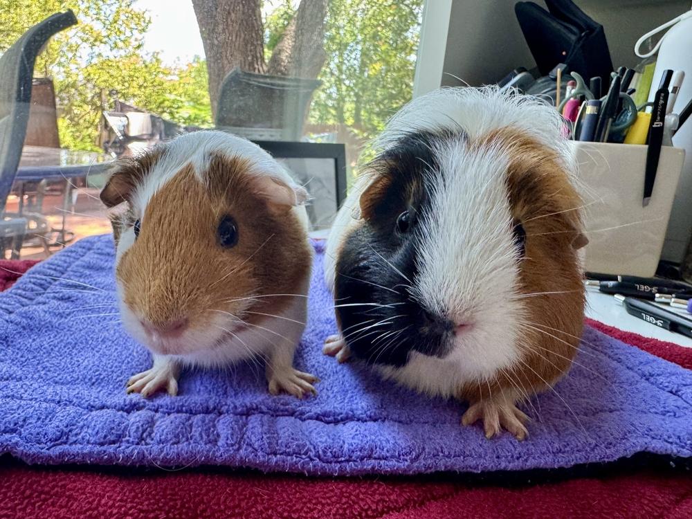 Honey & Sheila, an adoptable Guinea Pig in Austin, TX image 1/3