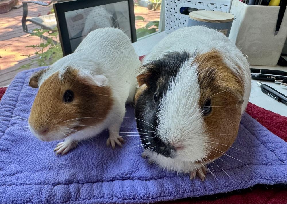 Honey & Sheila, an adoptable Guinea Pig in Austin, TX image 2/3