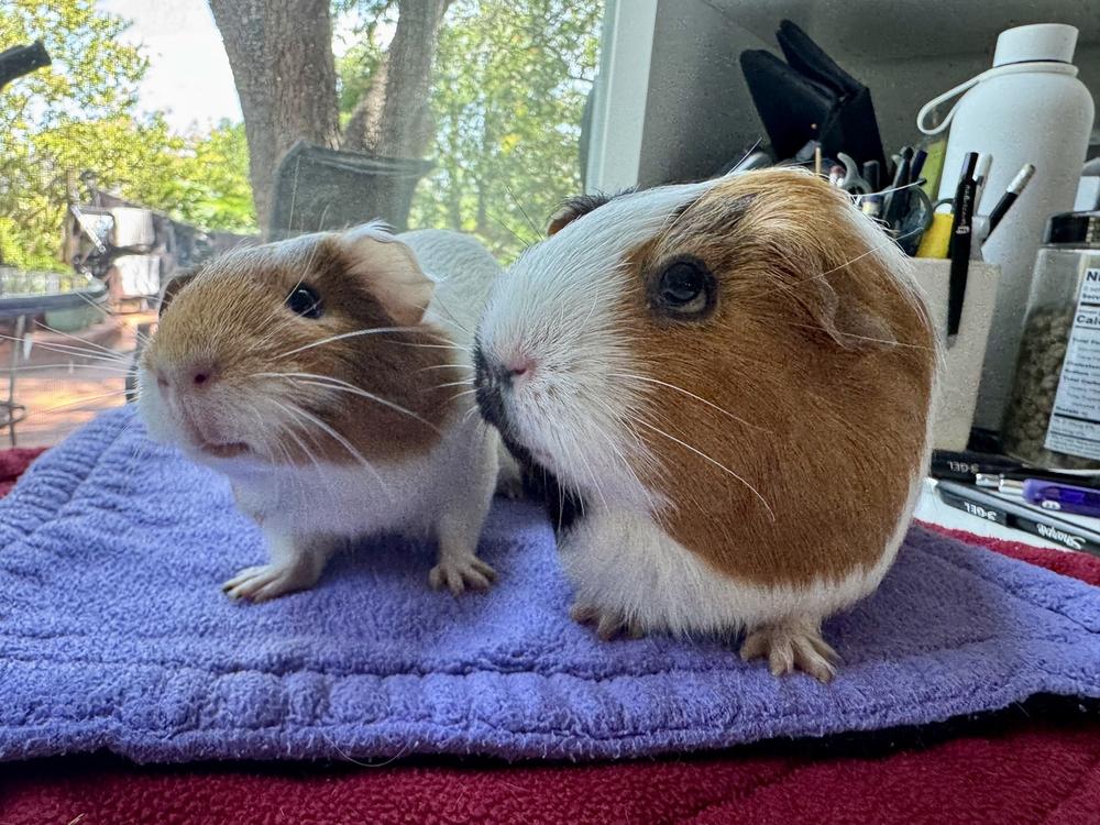 Honey & Sheila, an adoptable Guinea Pig in Austin, TX image 3/3