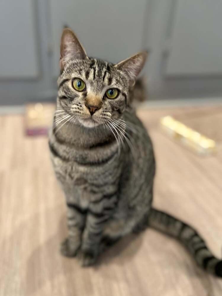 Wilder, Adoptable, Adult Male Domestic Short Hair & Tabby.