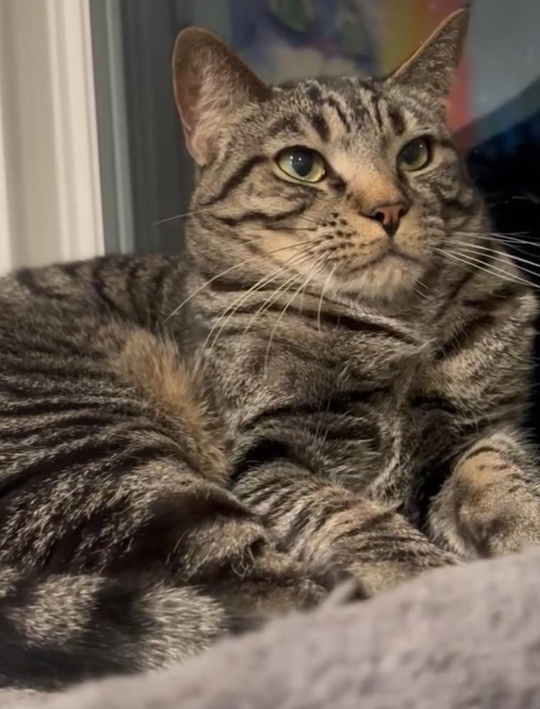 Enlarge Wilder, a Adoptable mixed breed in New Cumberland, WV image 2/6