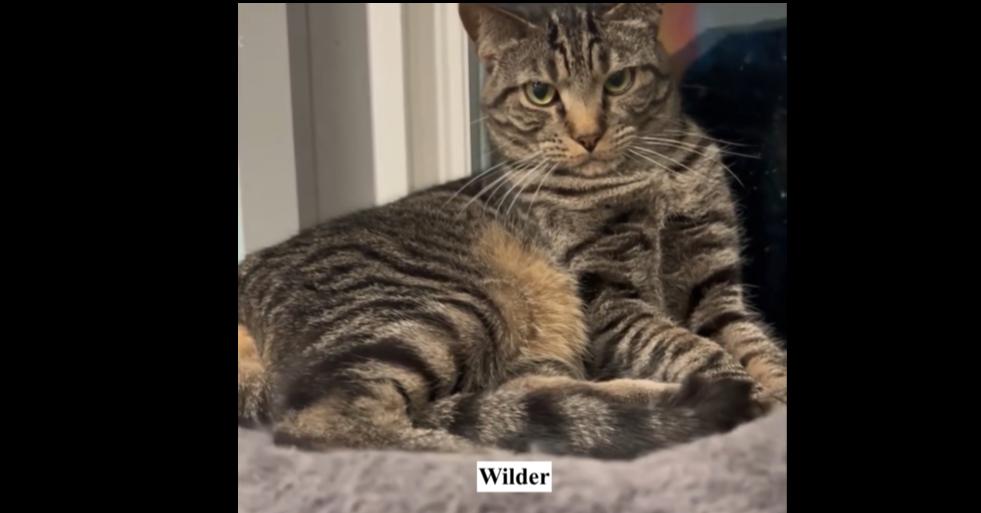 Enlarge Wilder, a Adoptable mixed breed in New Cumberland, WV image 3/6