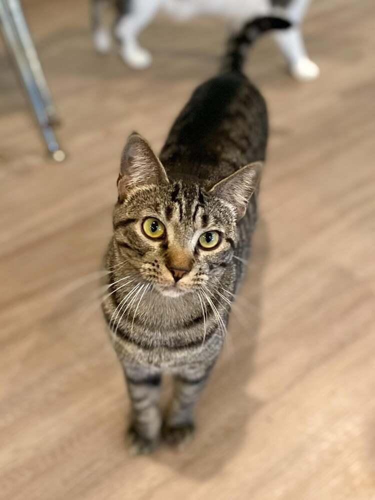 Enlarge Wilder, a Adoptable mixed breed in New Cumberland, WV image 4/6