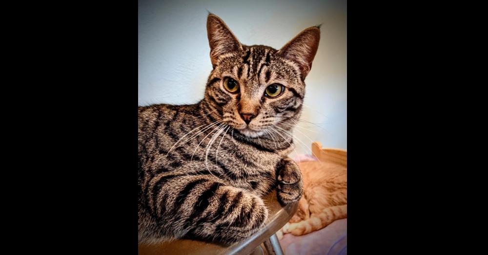 Enlarge Wilder, a Adoptable mixed breed in New Cumberland, WV image 5/6