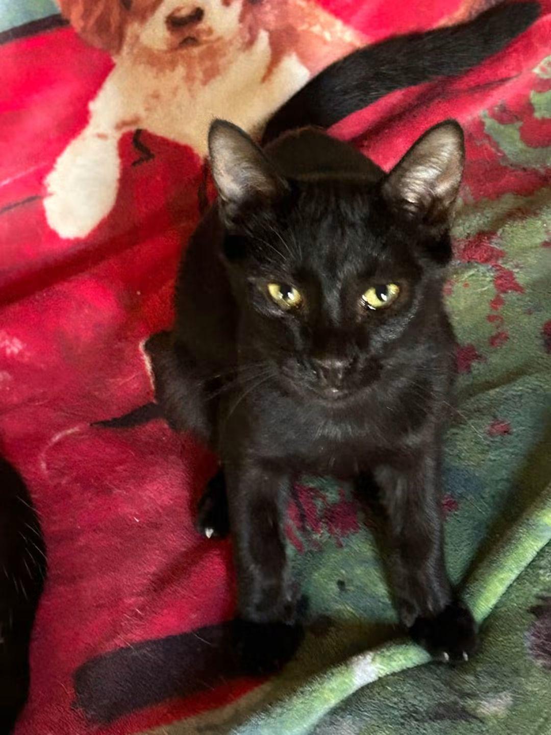 Sabor, ADOPTABLE, Kitten Male Domestic Short Hair.