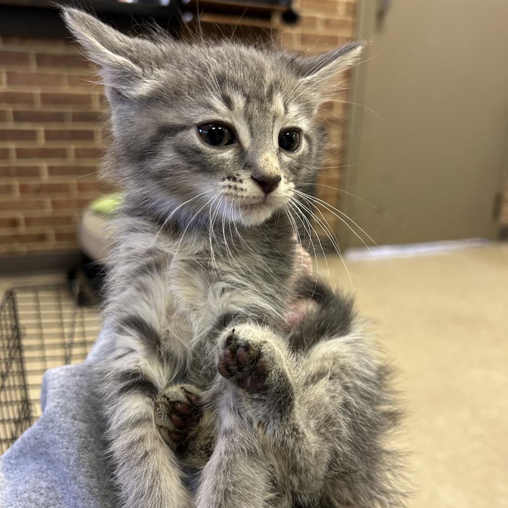 Darcy — thumbnail 2