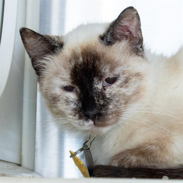 Enlarge PAULINA, a Adoptable mixed breed in St. Louis, MO image 1/1