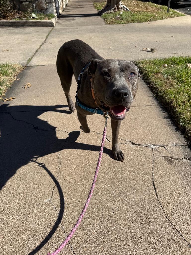 Adora, Adoptable, Young Female Pit Bull Terrier.
