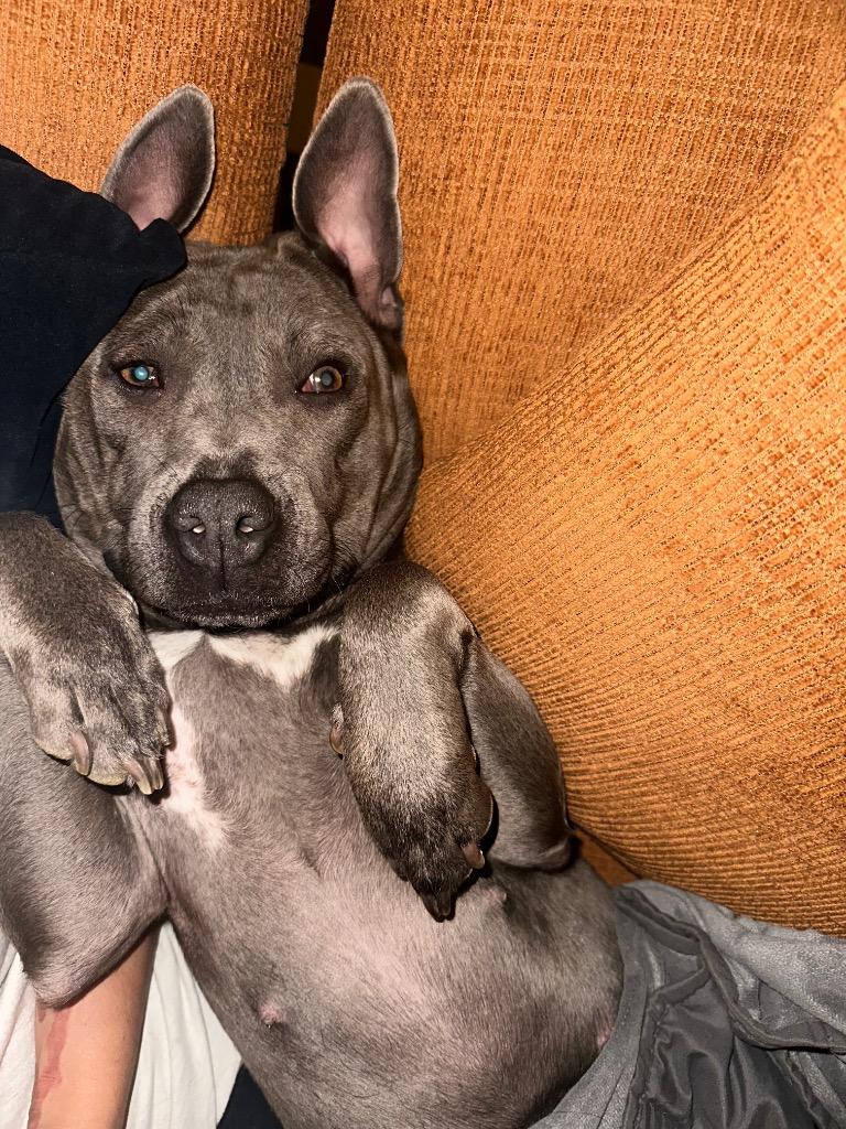 Enlarge Adora, a Adoptable Pit Bull Terrier in Austin, TX image 2/6