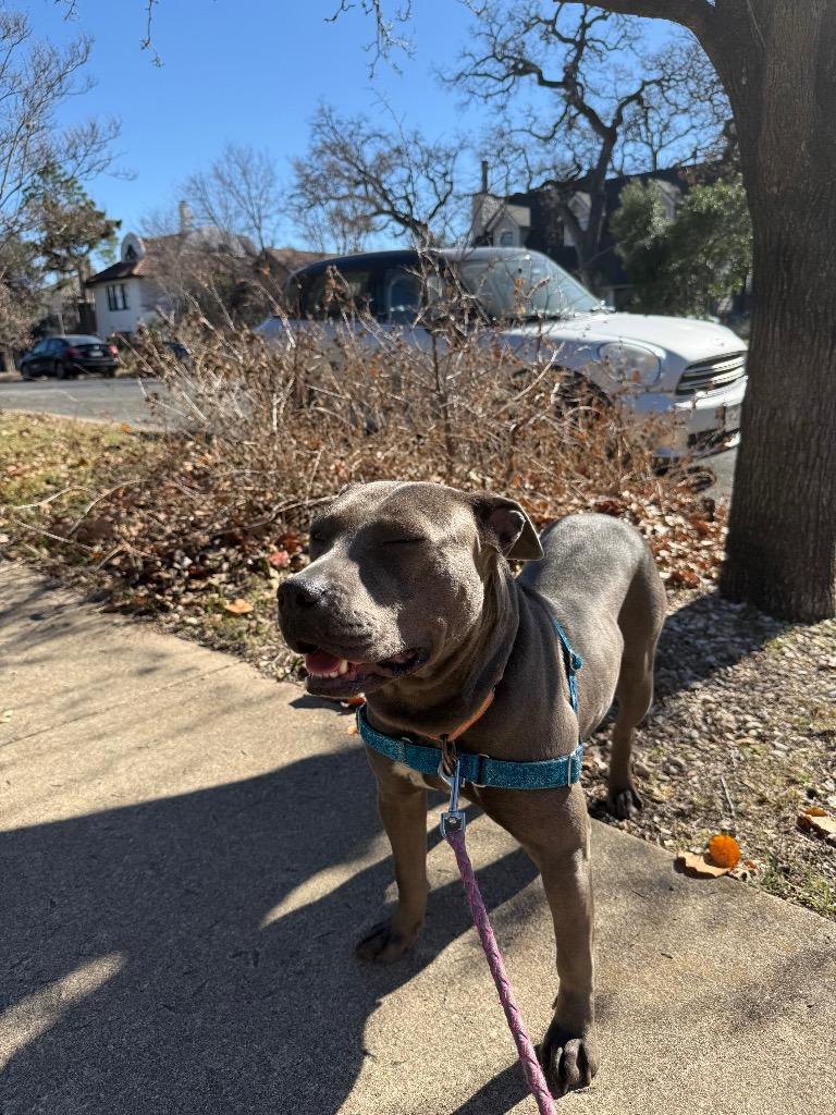 Enlarge Adora, a Adoptable Pit Bull Terrier in Austin, TX image 3/6