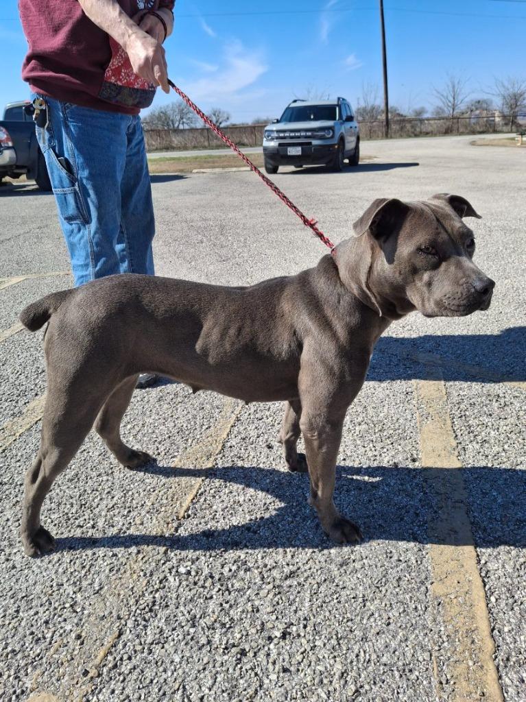 Enlarge Adora, a Adoptable Pit Bull Terrier in Austin, TX image 2/5
